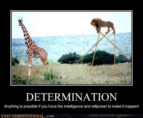DETERMINATION