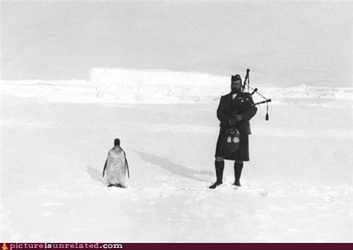 Piper & Penguin