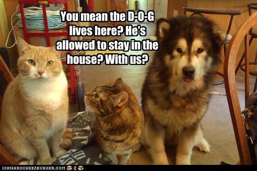You mean the D-O-G lives here? He's allowed to stay in the house? With us?