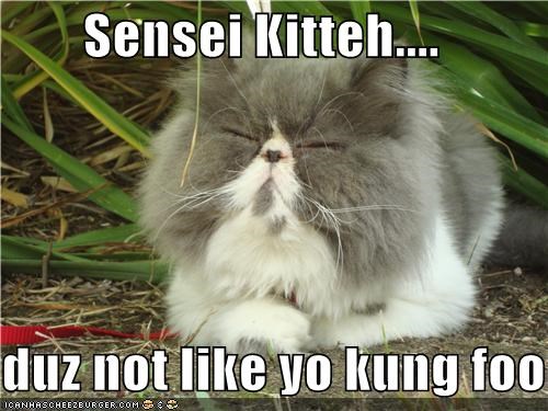 Sensei Kitteh....  duz not like yo kung foo