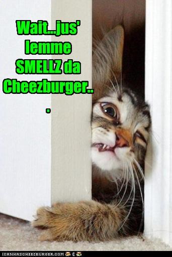 Wait...jus' lemme SMELLZ da Cheezburger...