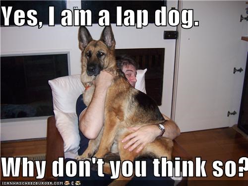 Yes, I am a lap dog.  Why don't you think so?