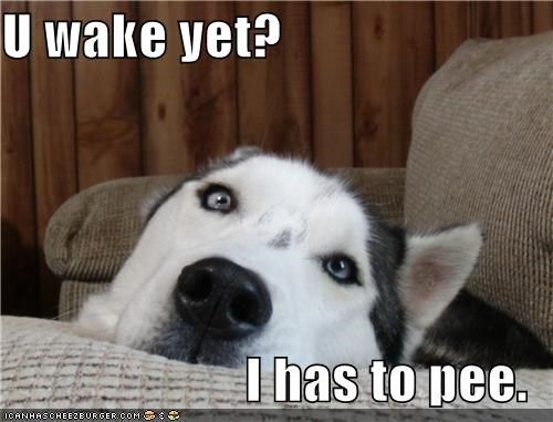 U wake yet?  I has to pee.