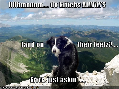 UUhmmmm.... do kittehs ALWAYS                 land on                        their feetz?.... Errrr, just askin'.....