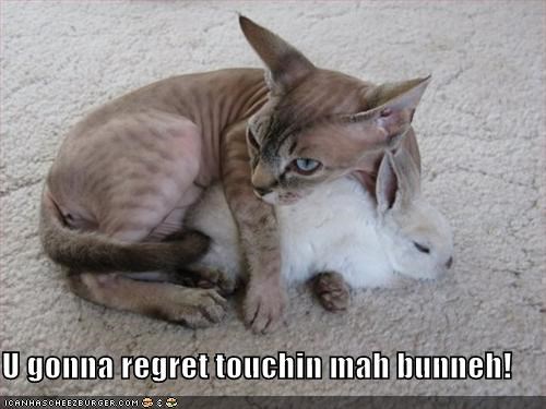 U gonna regret touchin mah bunneh!