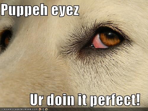 Puppeh eyez  Ur doin it perfect!