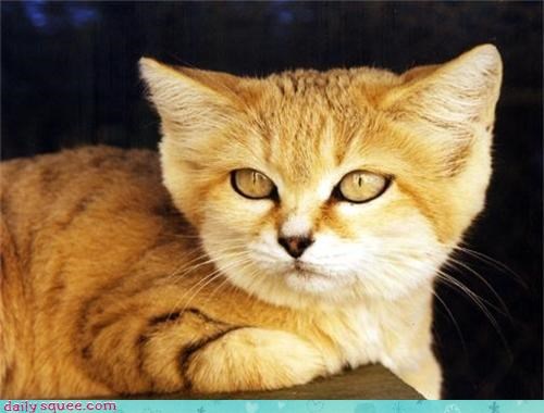 Model Citizen of the Sand Cat Community