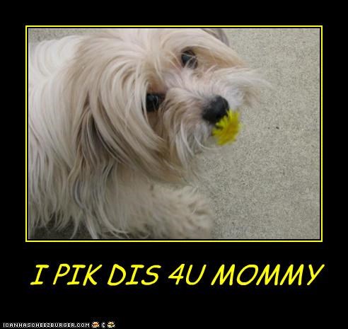 I PIK DIS 4U MOMMY