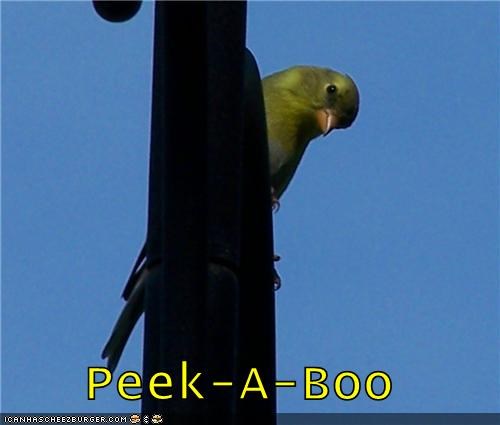 Peek-A-Boo