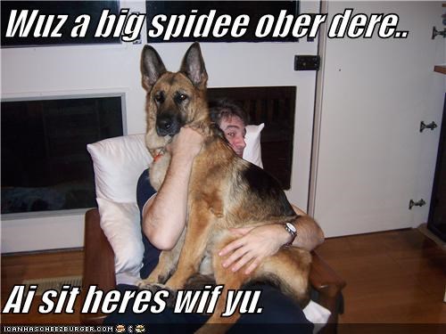 Wuz a big spidee ober dere..  Ai sit heres wif yu.