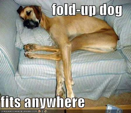 fold-up dog  fits anywhere