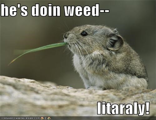 he's doin weed--  litaraly!