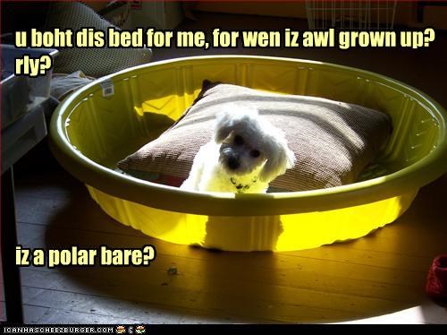 u boht dis bed for me, for wen iz awl grown up? rly?       iz a polar bare?