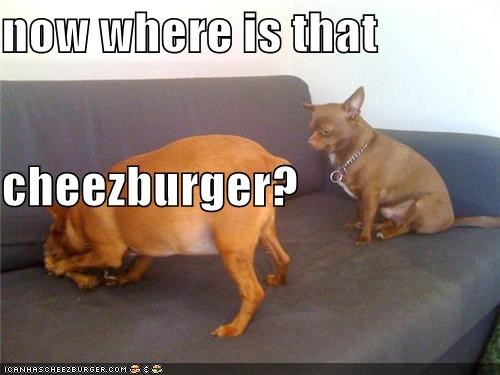 now where is that  cheezburger?