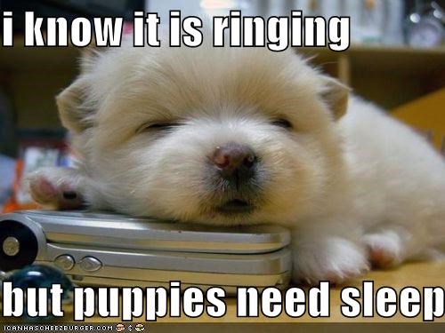 i know it is ringing  but puppies need sleep