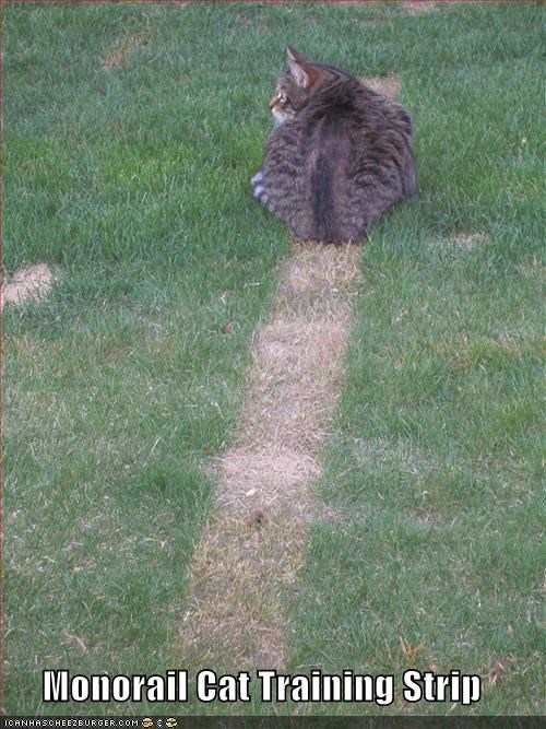 Monorail Cat Training Strip