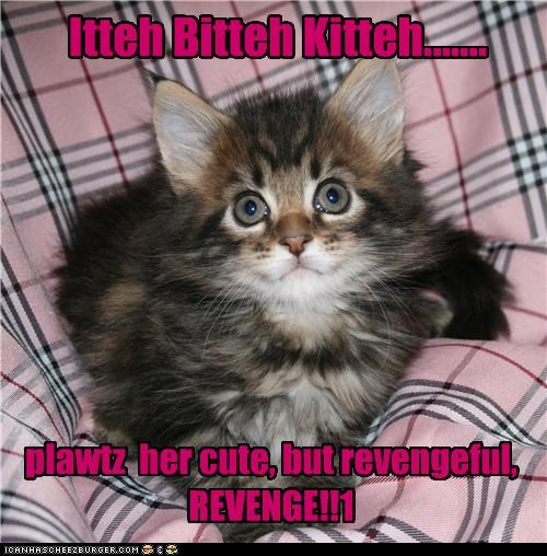 Itteh Bitteh Kitteh.......