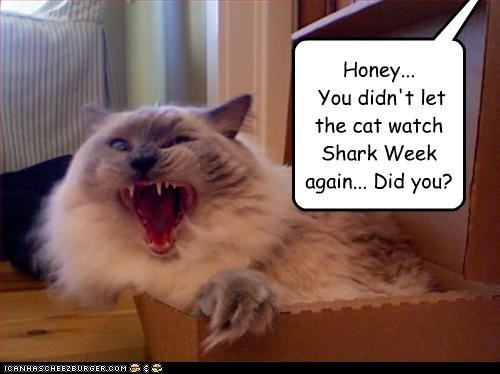 Honey...  You didn't let the cat watch Shark Week again... Did you?