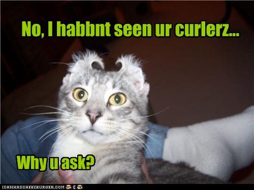 No, I habbnt seen ur curlerz...