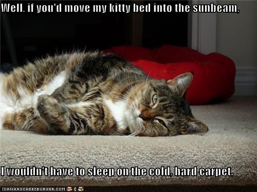 Well, if you'd move my kitty bed into the sunbeam,  I wouldn't have to sleep on the cold, hard carpet.
