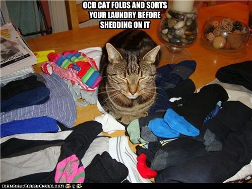 OCD CAT FOLDS AND SORTS YOUR LAUNDRY BEFORE SHEDDING ON IT