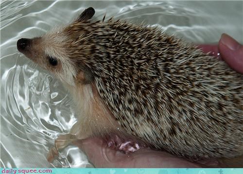 Tub Swimmer