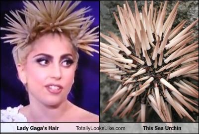 Lady Gaga's Hair Totally Looks Like This Sea Urchin