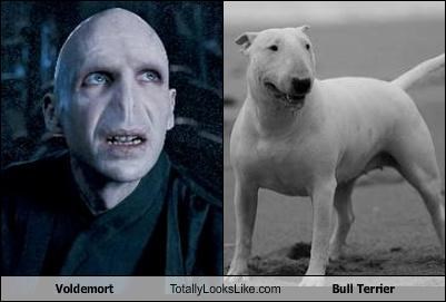 Voldemort Totally Looks Like Bull Terrier