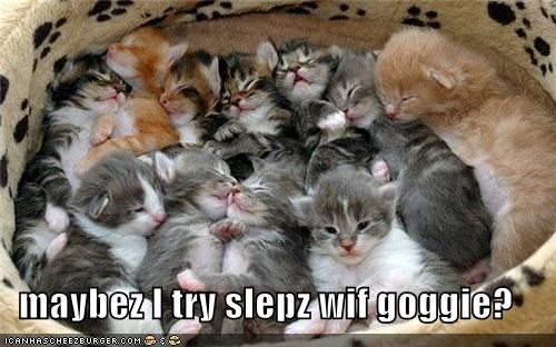 maybez I try slepz wif goggie?