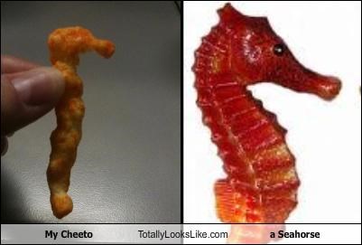 My Cheeto Totally Looks Like a Seahorse