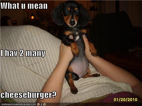 What u mean I hav 2 many cheeseburger?