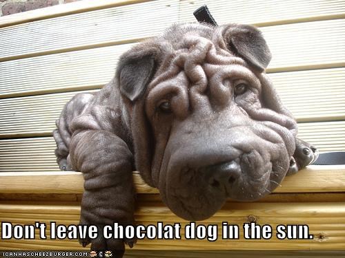 Don't leave chocolat dog in the sun.