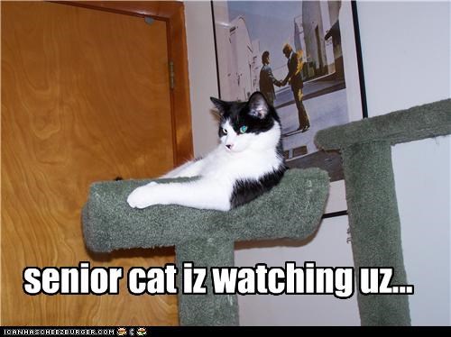 senior cat iz watching uz...