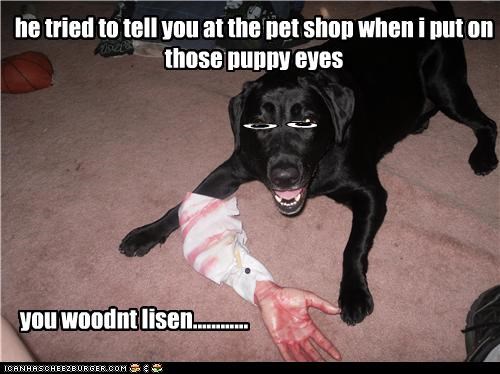 he tried to tell you at the pet shop when i put on those puppy eyes