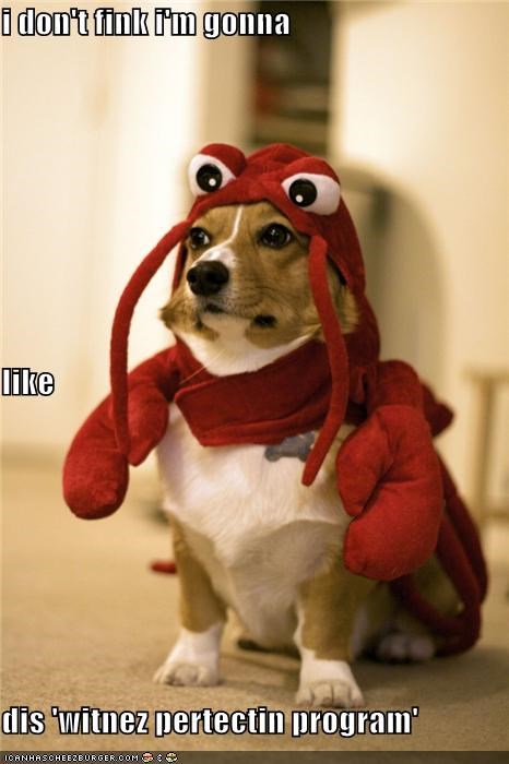 i don't fink i'm gonna like dis 'witnez pertectin program'