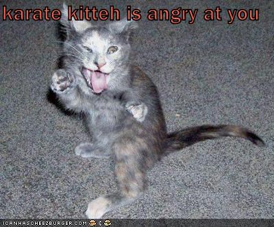 karate kitteh is angry at you