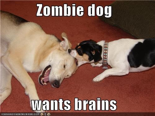 Zombie dog  wants brains
