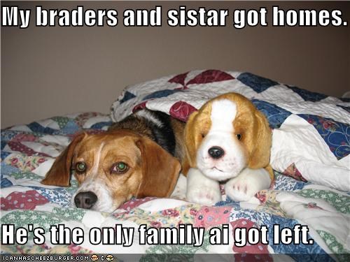 My braders and sistar got homes.  He's the only family ai got left.