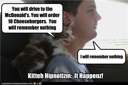 Kitteh Hipnotizm