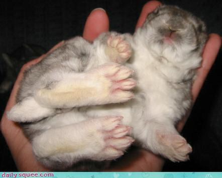 Furry Foots