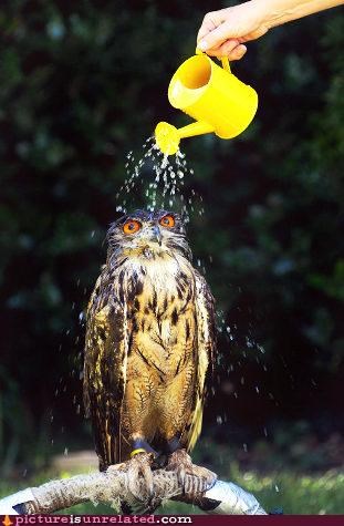 Owls Hate Baths 