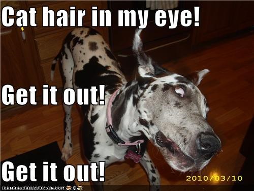 Cat hair in my eye! Get it out!  Get it out!