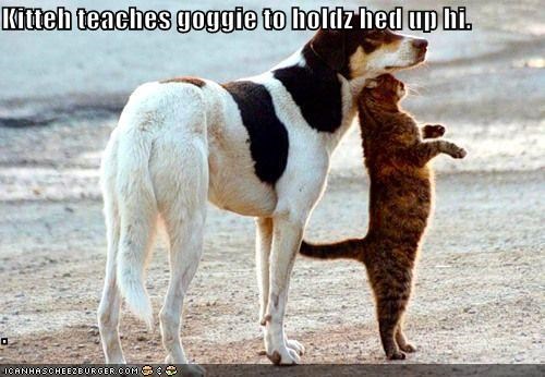 Kitteh teaches goggie to holdz hed up hi.  .