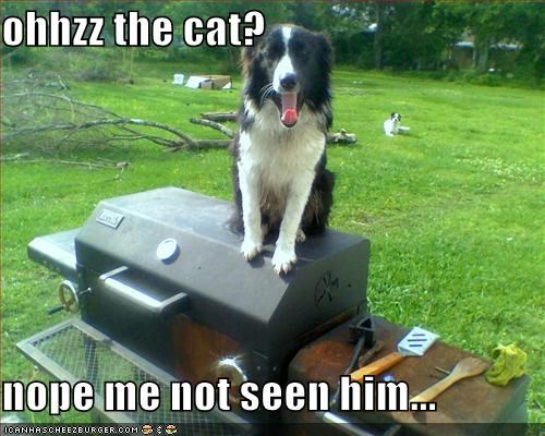 ohhzz the cat?  nope me not seen him...