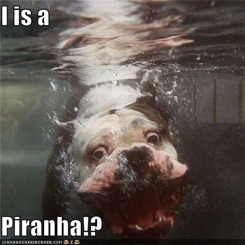 I is a   Piranha!?