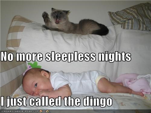 No more sleepless nights I just called the dingo