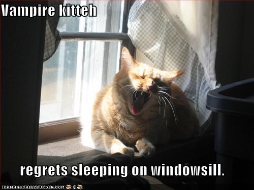 Vampire kitteh  regrets sleeping on windowsill.