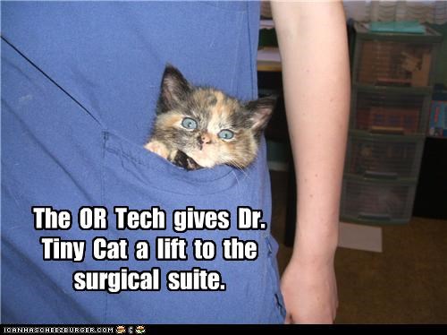 The  OR  Tech  gives  Dr. Tiny  Cat  a  lift  to  the surgical  suite.