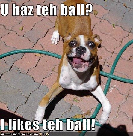 U haz teh ball?   I likes teh ball!