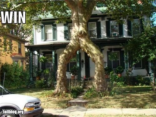 Things That Are Doing It: Tree WIN
